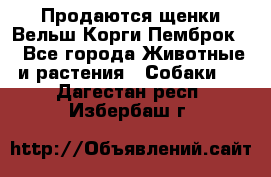 Продаются щенки Вельш Корги Пемброк  - Все города Животные и растения » Собаки   . Дагестан респ.,Избербаш г.